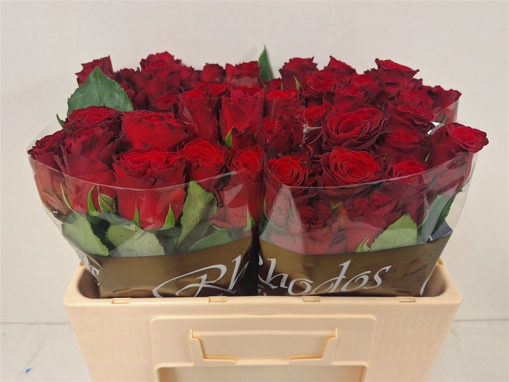 Срезанные цветы оптом Rosa large rhodos от 60шт из Голландии с доставкой по России
