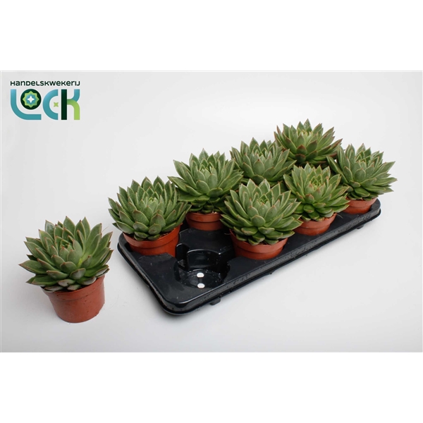 Горшечные цветы и растения оптом Echeveria Agavoides от 6шт из Голландии с доставкой по России