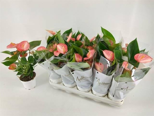 Горшечные цветы и растения оптом Anthurium A Livium от 10шт из Голландии с доставкой по России