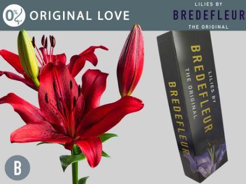 Срезанные цветы оптом Lilium la original love от 60шт. из Голландии с доставкой по России