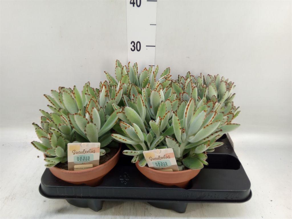 Горшечные цветы и растения оптом Kalanchoe Nf Tomentosa от 4шт из Голландии с доставкой по России