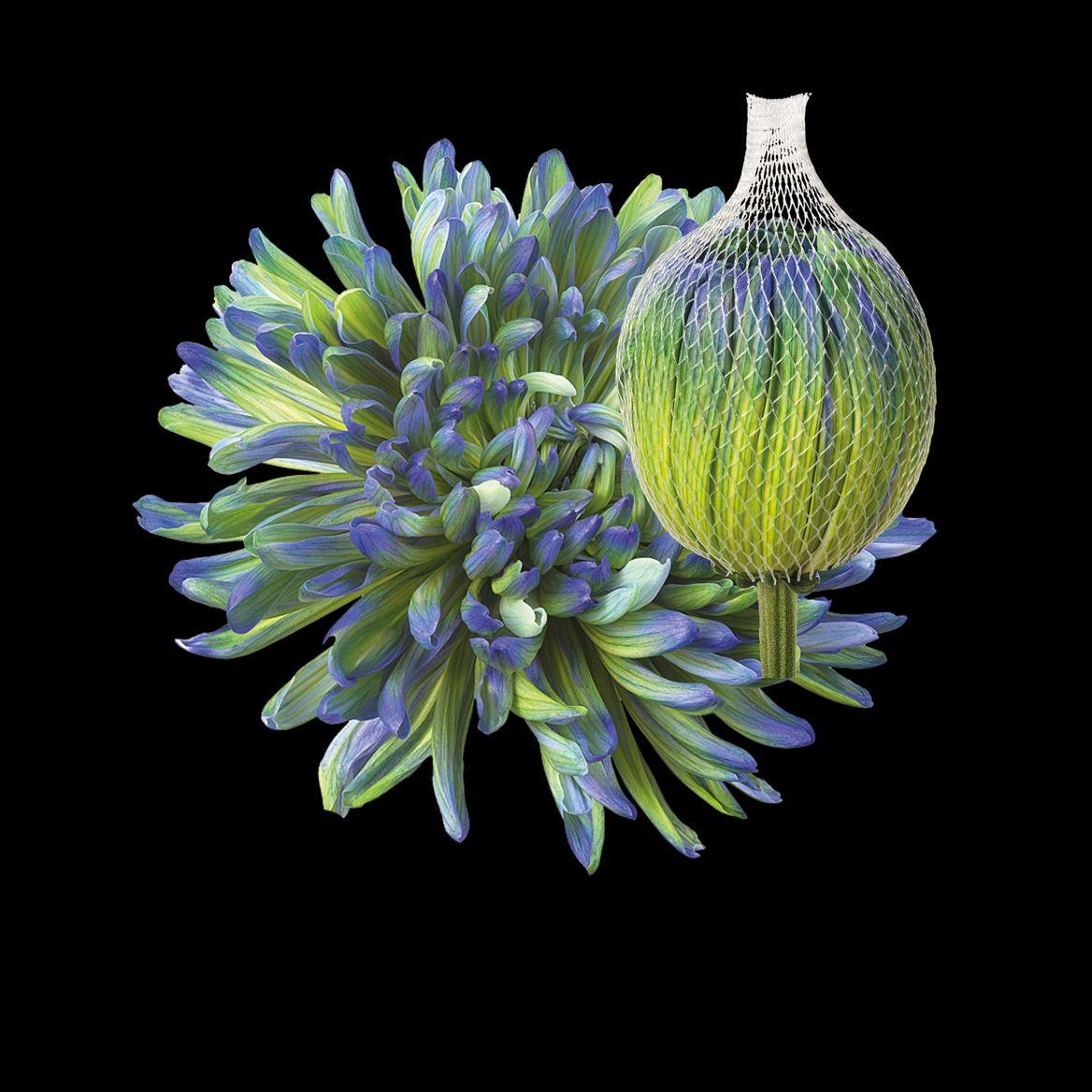 Срезанные цветы оптом Chrys bl paint antonov polar light от 40шт из Голландии с доставкой по России