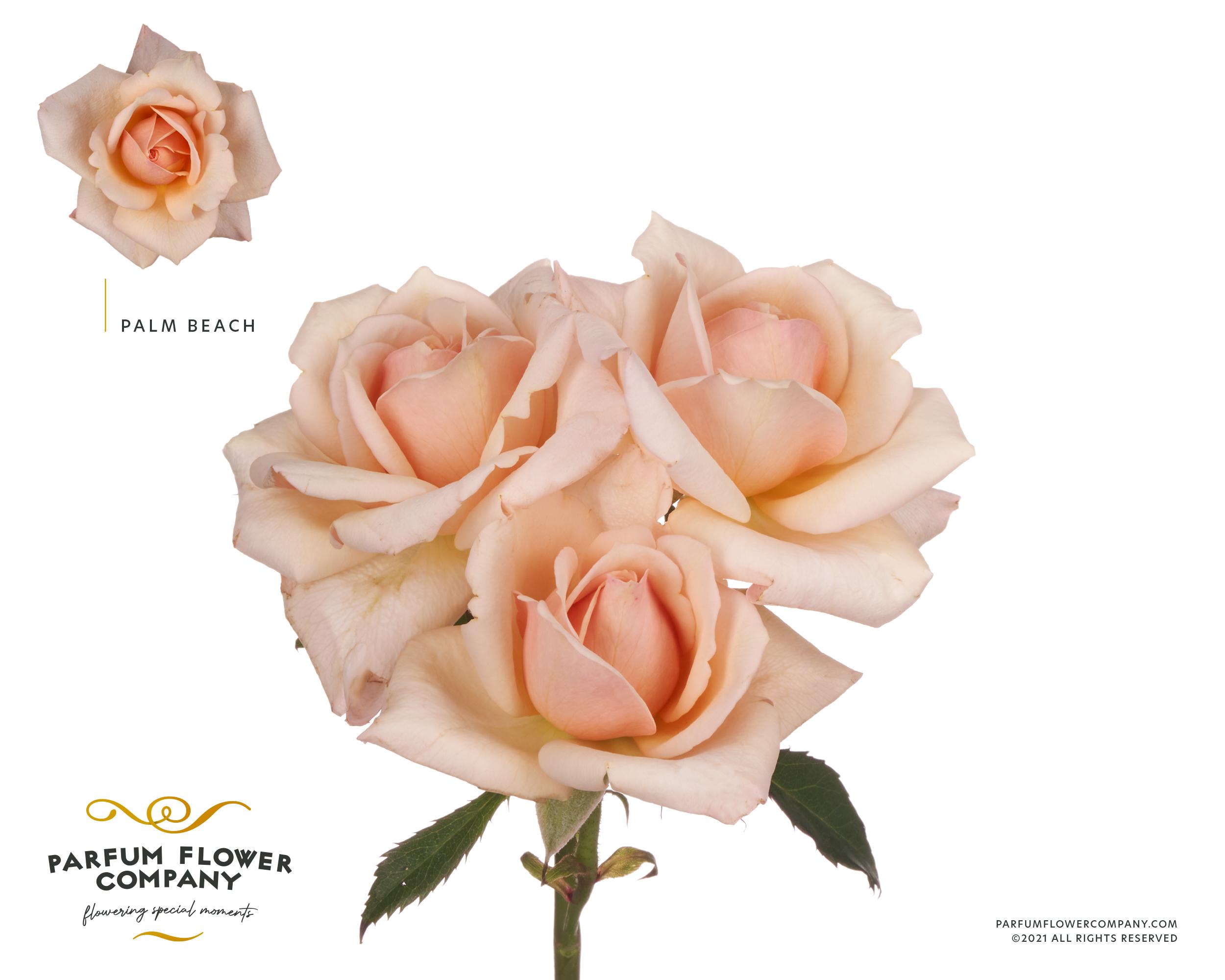 Срезанные цветы оптом Rosa spray garden palm beach от 24шт из Голландии с доставкой по России