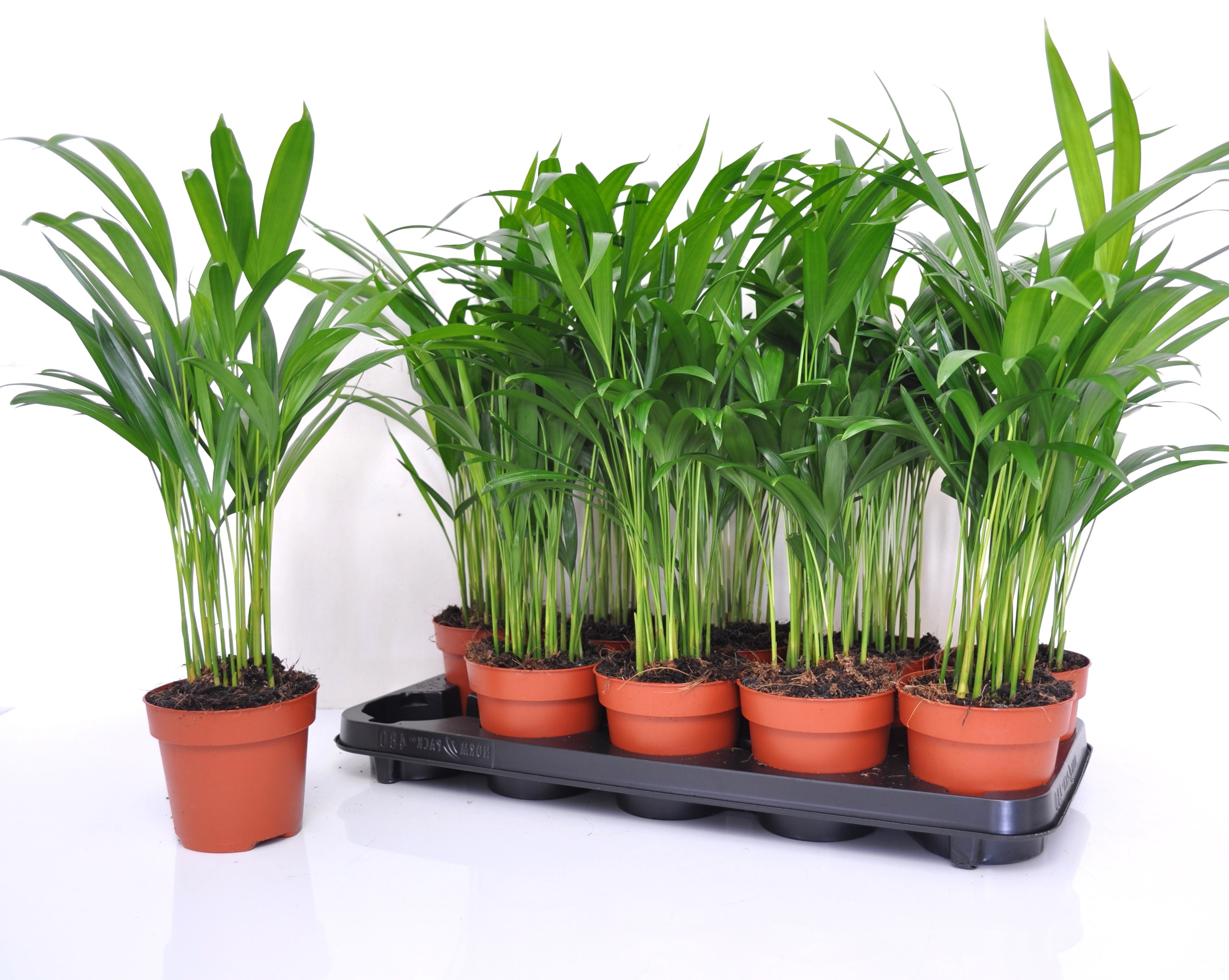 Горшечные цветы и растения оптом Dypsis Lutescens от 10шт из Голландии с доставкой по России