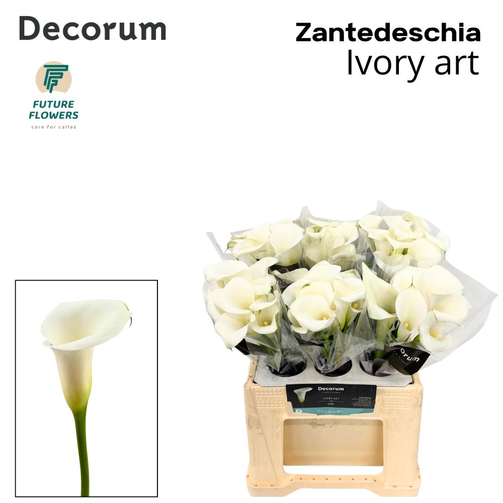 Срезанные цветы оптом Zantedeschia ivory art от 60шт из Голландии с доставкой по России