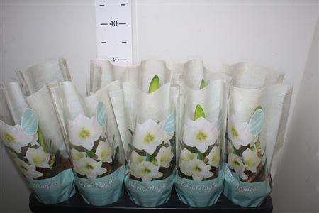 Горшечные цветы и растения оптом Hippeas Arctic White 1 Knop от 10шт из Голландии с доставкой по России