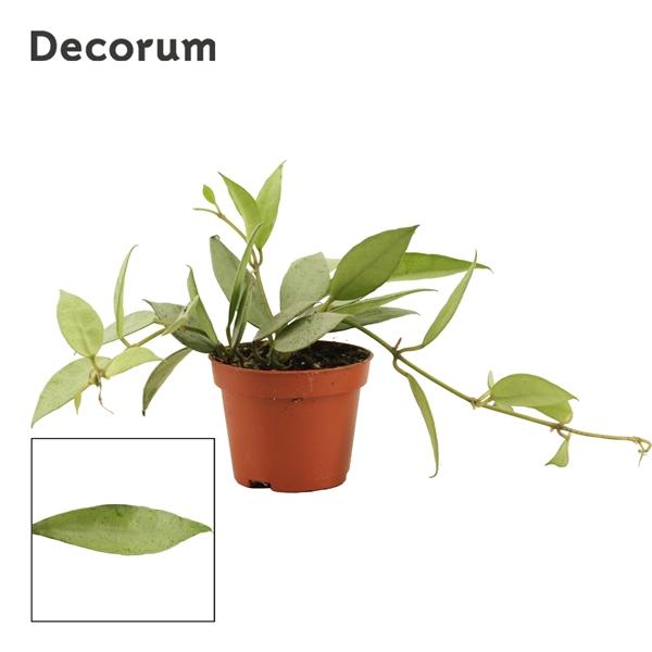 Горшечные цветы и растения оптом Hoya Lacunosa Mint Decorum от 20шт (для телеги) из Голландии с доставкой по России