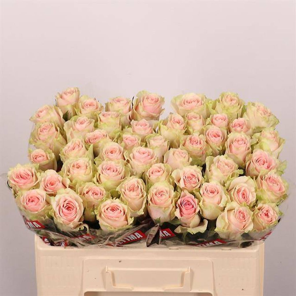Срезанные цветы оптом Rosa large frutteto от 50шт. из Голландии с доставкой по России
