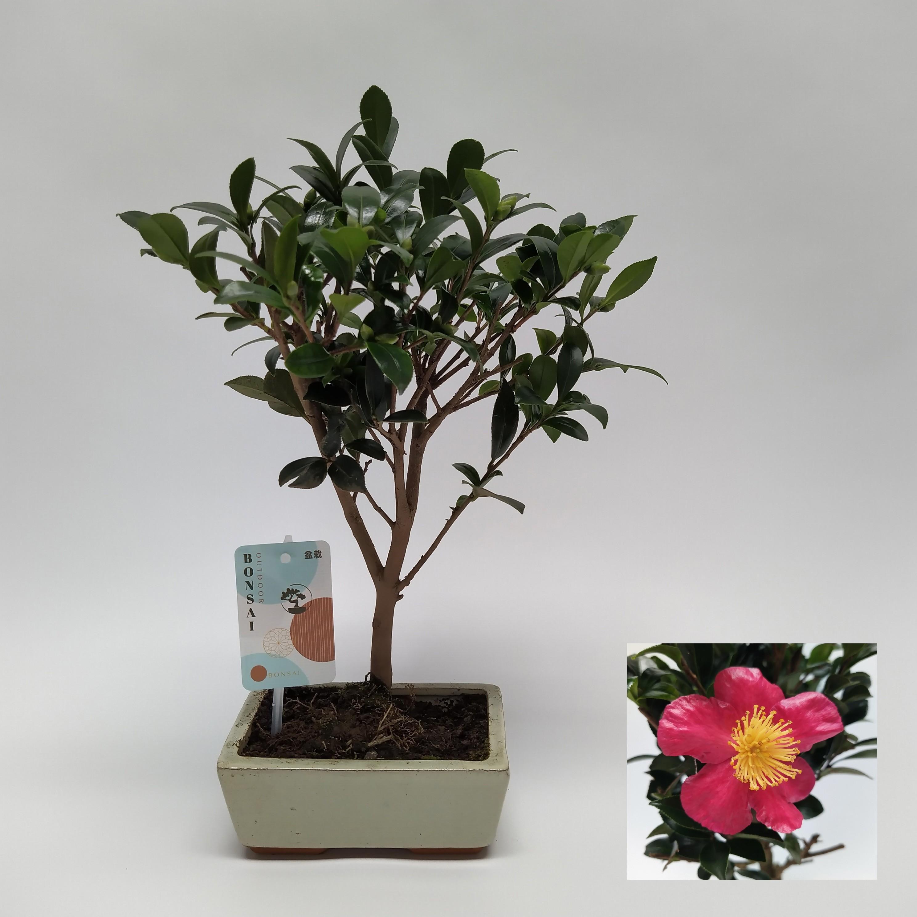 Горшечные цветы и растения оптом Camellia Sasanqua Bonsai Traditional 15 Cm от 6шт из Голландии с доставкой по России