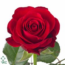 Срезанные цветы оптом Rosa large red ribbon A от 80шт из Голландии с доставкой по России