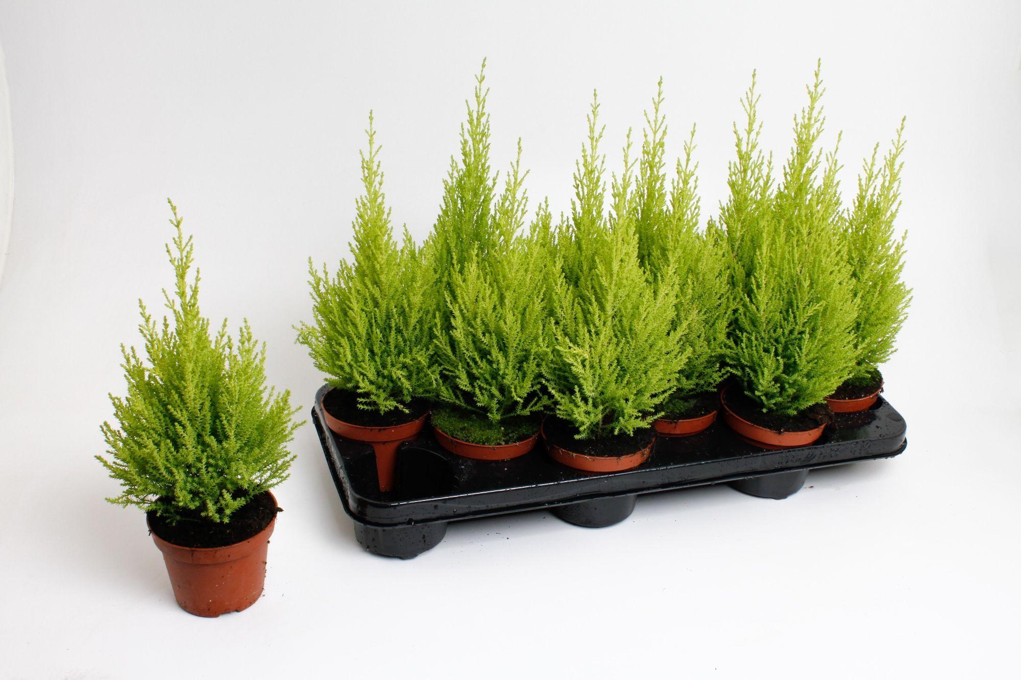 Горшечные цветы и растения оптом Cupr Ma Goldc Wilma от 12шт из Голландии с доставкой по России Горшечные цветы и растения оптом Cupr Ma Goldc Wilma от 12шт из Голландии с доставкой по России