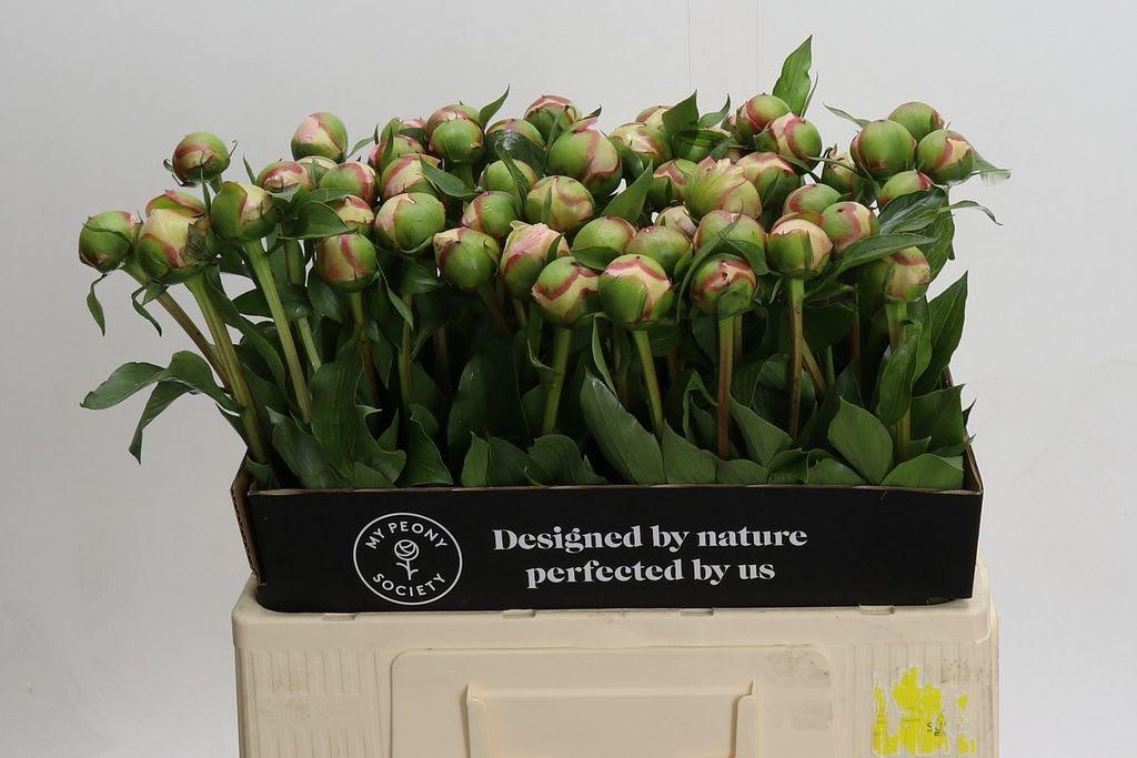 Срезанные цветы оптом Paeonia alertie от 50шт. из Голландии с доставкой по России
