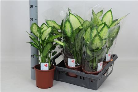 Горшечные цветы и растения оптом Dieff Camilla P17 от 6шт из Голландии с доставкой по России