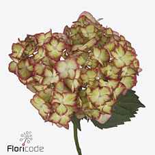 Срезанные цветы оптом Hydrangea mag light my fire от 10шт из Голландии с доставкой по России