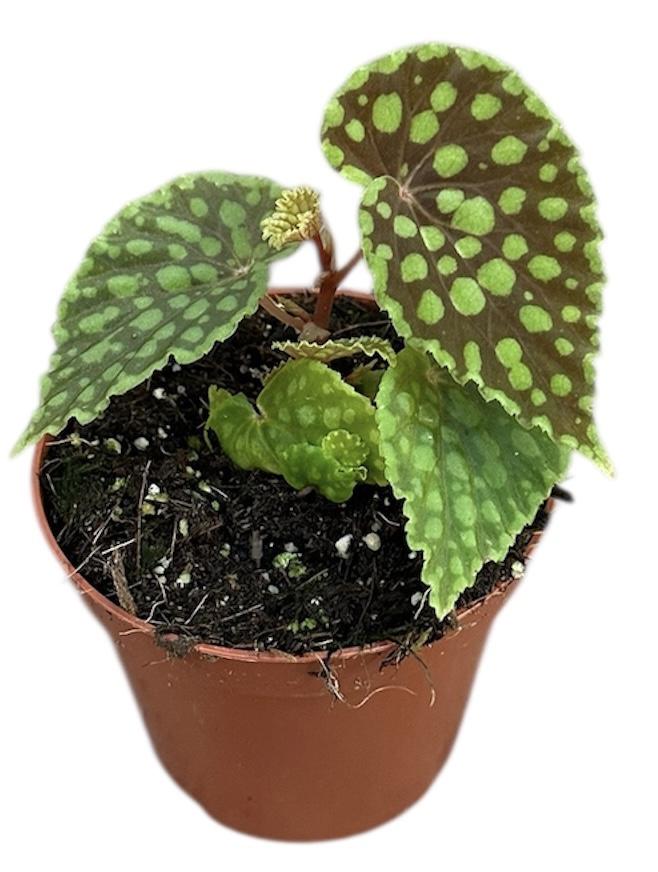 Горшечные цветы и растения оптом Begonia Chlorosticta от 1шт (для телеги) из Голландии с доставкой по России