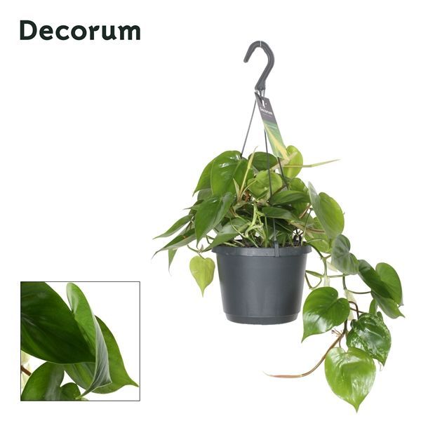 Горшечные цветы и растения оптом Philodendron Scandens Hangpot (decorum) от 6шт из Голландии с доставкой по России