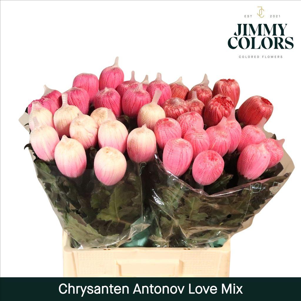 Срезанные цветы оптом Chrys bl paint antonov mix love от 40шт из Голландии с доставкой по России