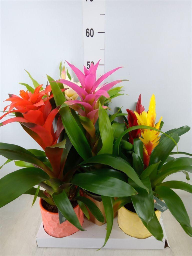 Горшечные цветы и растения оптом Bromelia   ...mix от 5шт из Голландии с доставкой по России