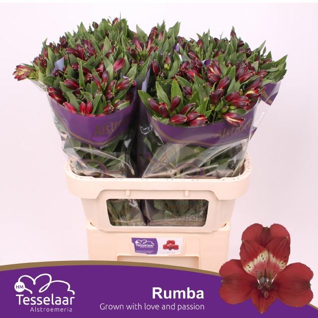 Срезанные цветы оптом Alstroemeria rumba от 50шт из Голландии с доставкой по России