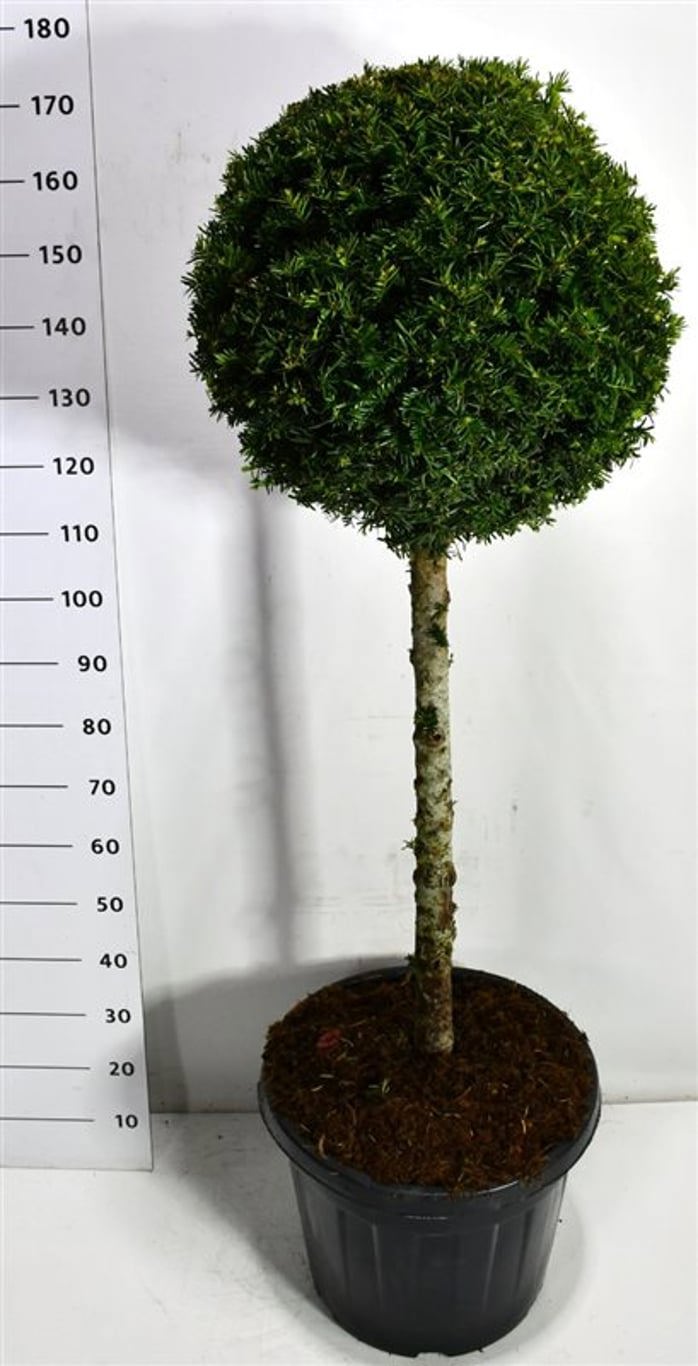 Горшечные цветы и растения оптом Taxus Baccata On Stem от 1шт из Голландии с доставкой по России