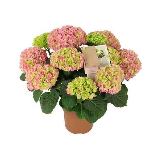 Горшечные цветы и растения оптом Hydrangea Mac. Hi River Pink 7+ Flowers от 6шт из Голландии с доставкой по России