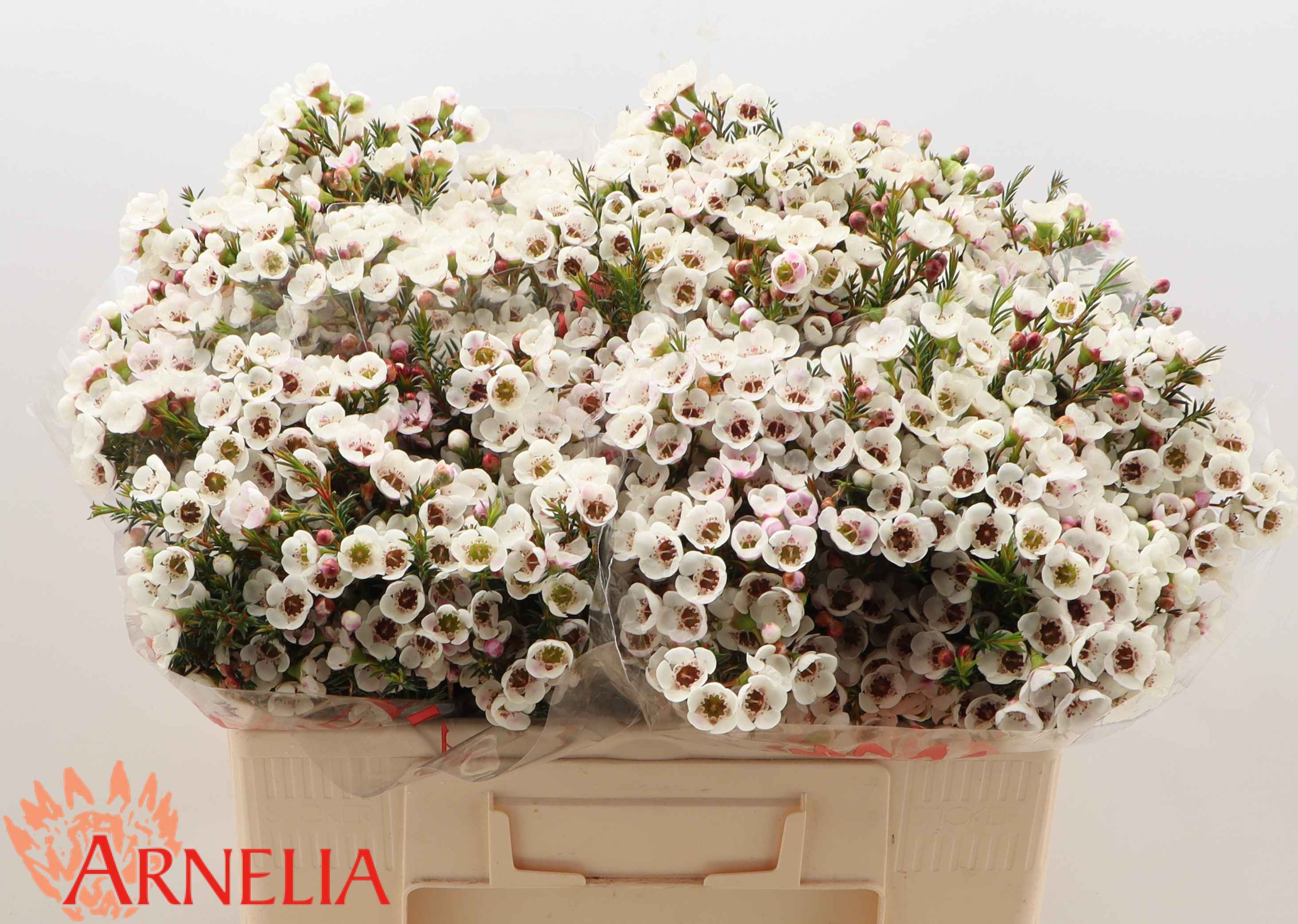 Срезанные цветы оптом Chamelaucium moonlight delight от 100шт из Голландии с доставкой по России