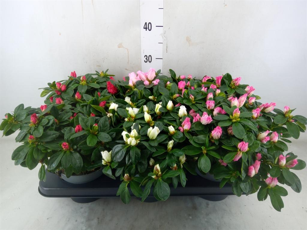 Горшечные цветы и растения оптом Azalea Mix от 6шт из Голландии с доставкой по России