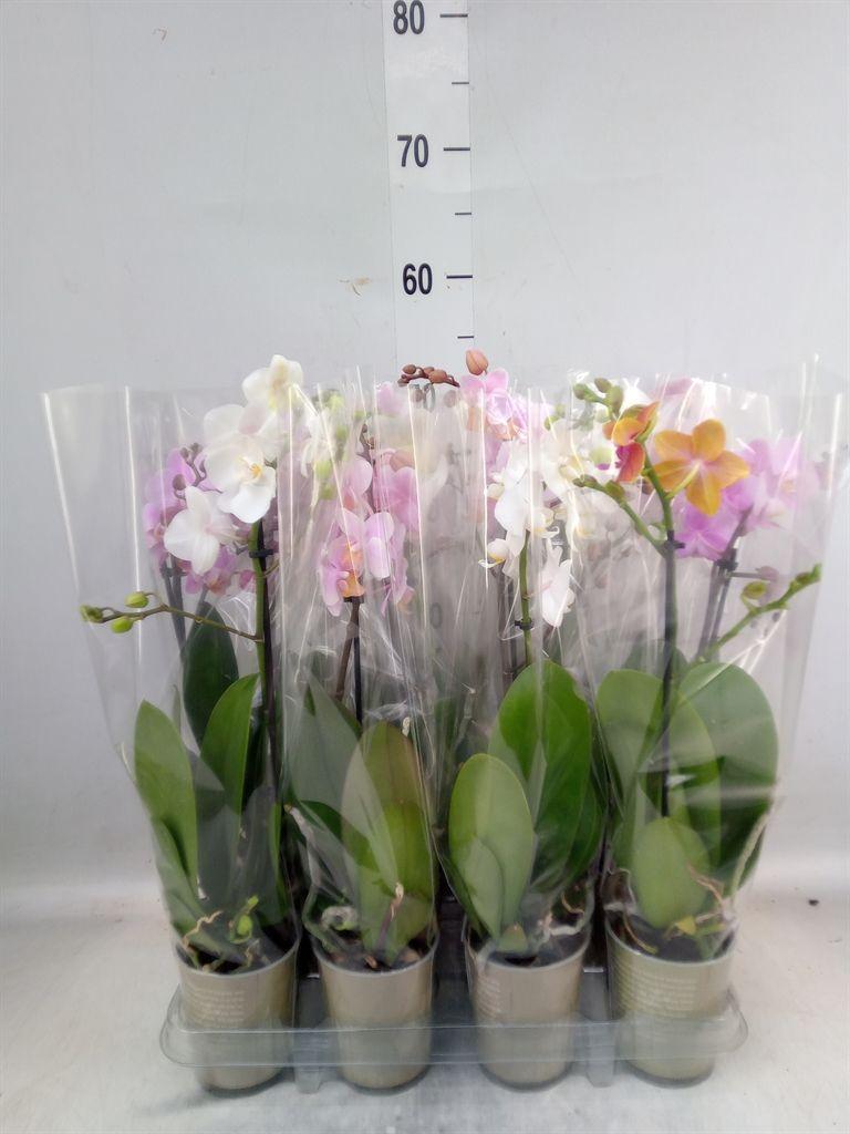 Горшечные цветы и растения оптом Phalaenopsis   ...mix от 12шт (для телеги) из Голландии с доставкой по России