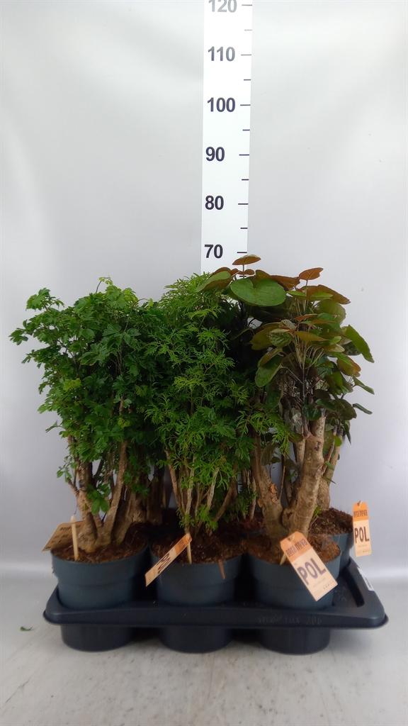 Горшечные цветы и растения оптом Schefflera Mix Twisted Stem от 6шт из Голландии с доставкой по России