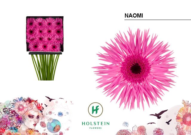 Срезанные цветы оптом Gerbera diamond gerspider naomi от 15шт из Голландии с доставкой по России