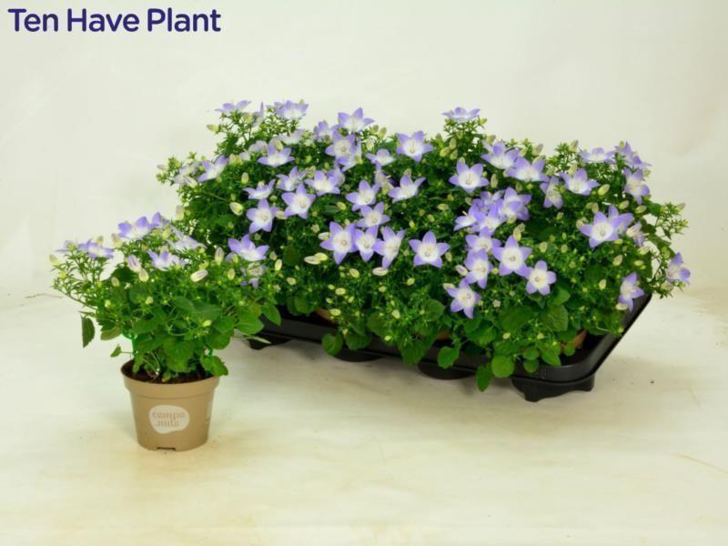 Горшечные цветы и растения оптом Camp Is Berl Bicolor от 8шт (для телеги) из Голландии с доставкой по России