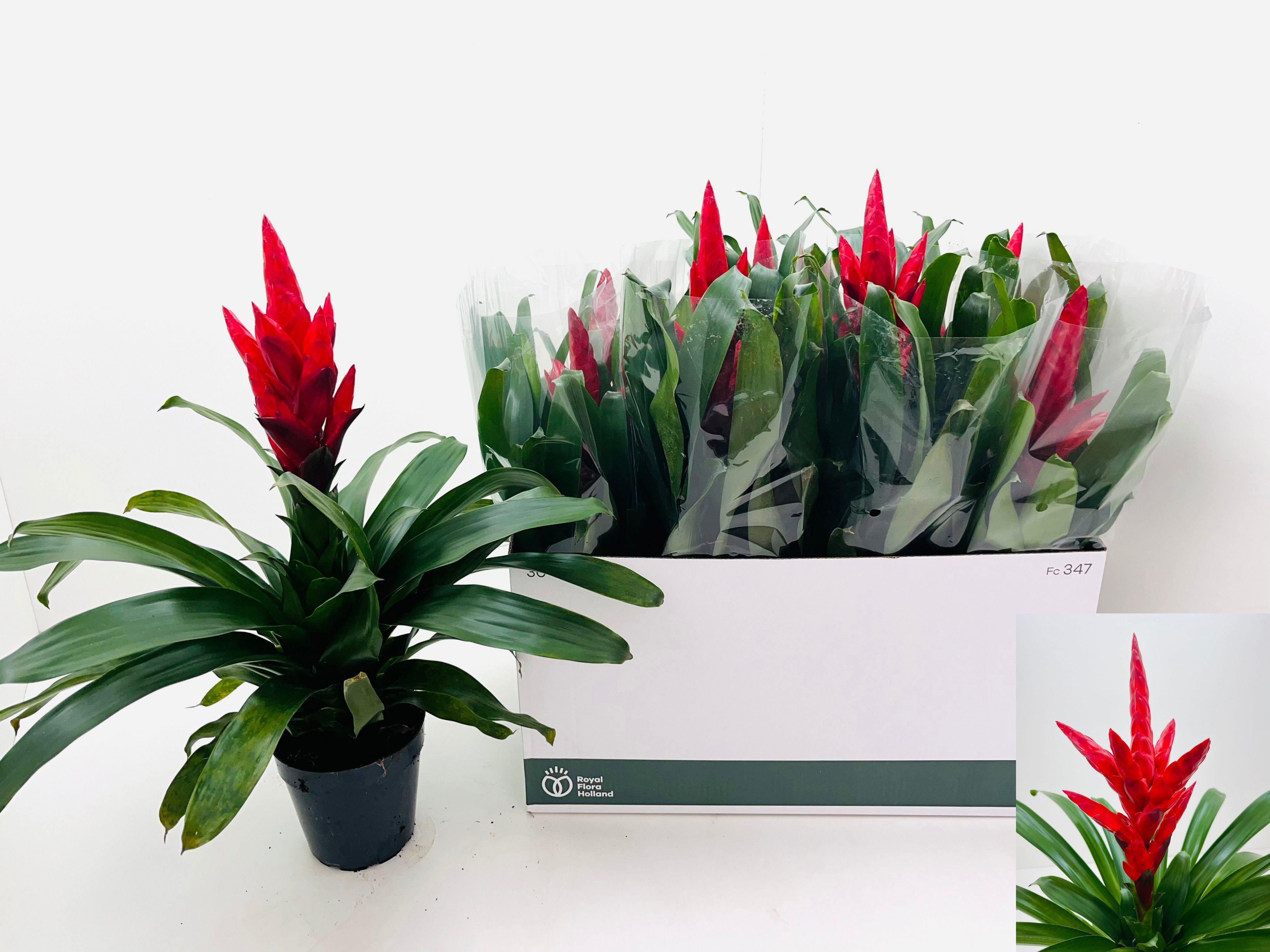 Горшечные цветы и растения оптом Vries Ov от 8шт из Голландии с доставкой по России