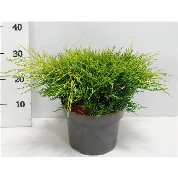 Горшечные цветы и растения оптом Juniperus Pfitz Old Gold от 1шт из Голландии с доставкой по России