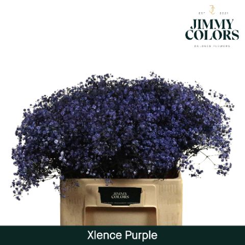 Срезанные цветы оптом Gyps large paint purple от 25шт из Голландии с доставкой по России