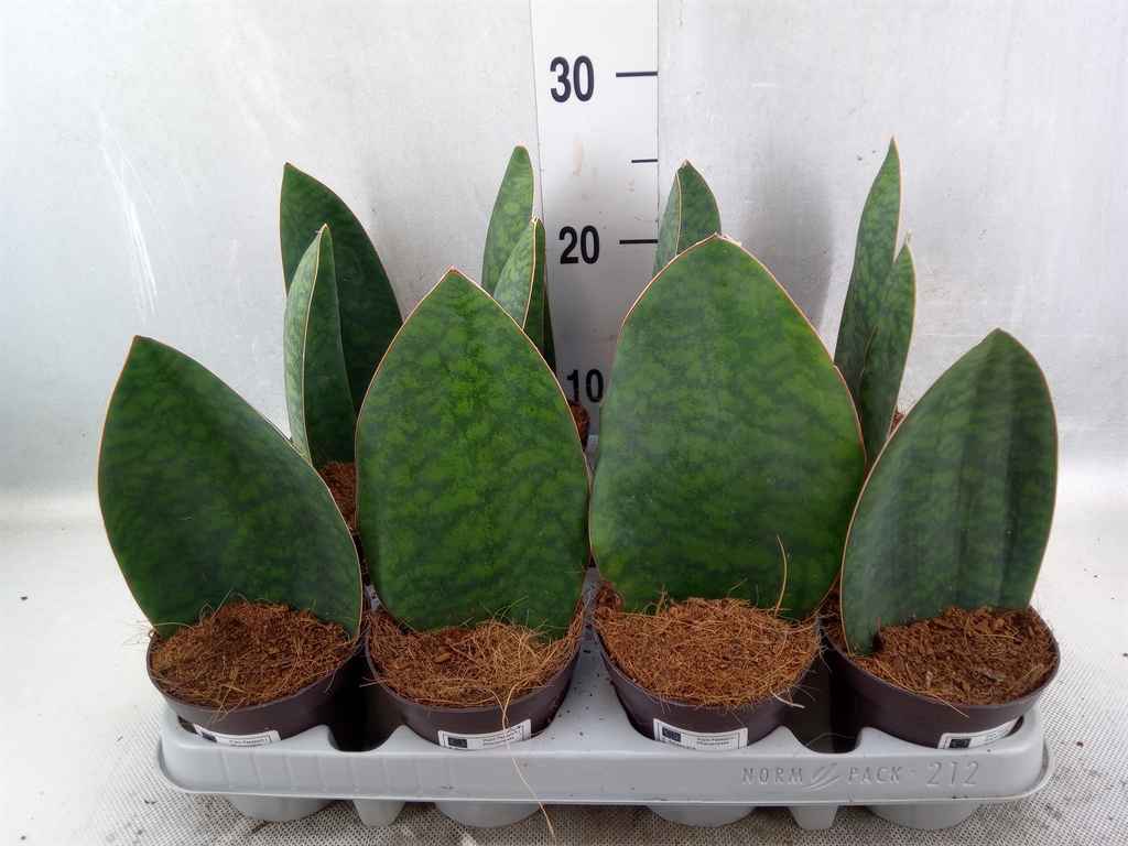 Горшечные цветы и растения оптом Sansevieria Grandis от 12шт из Голландии с доставкой по России