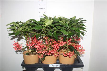 Горшечные цветы и растения оптом Ardis Crenata In Goud Keramieke Pot от 6шт из Голландии с доставкой по России