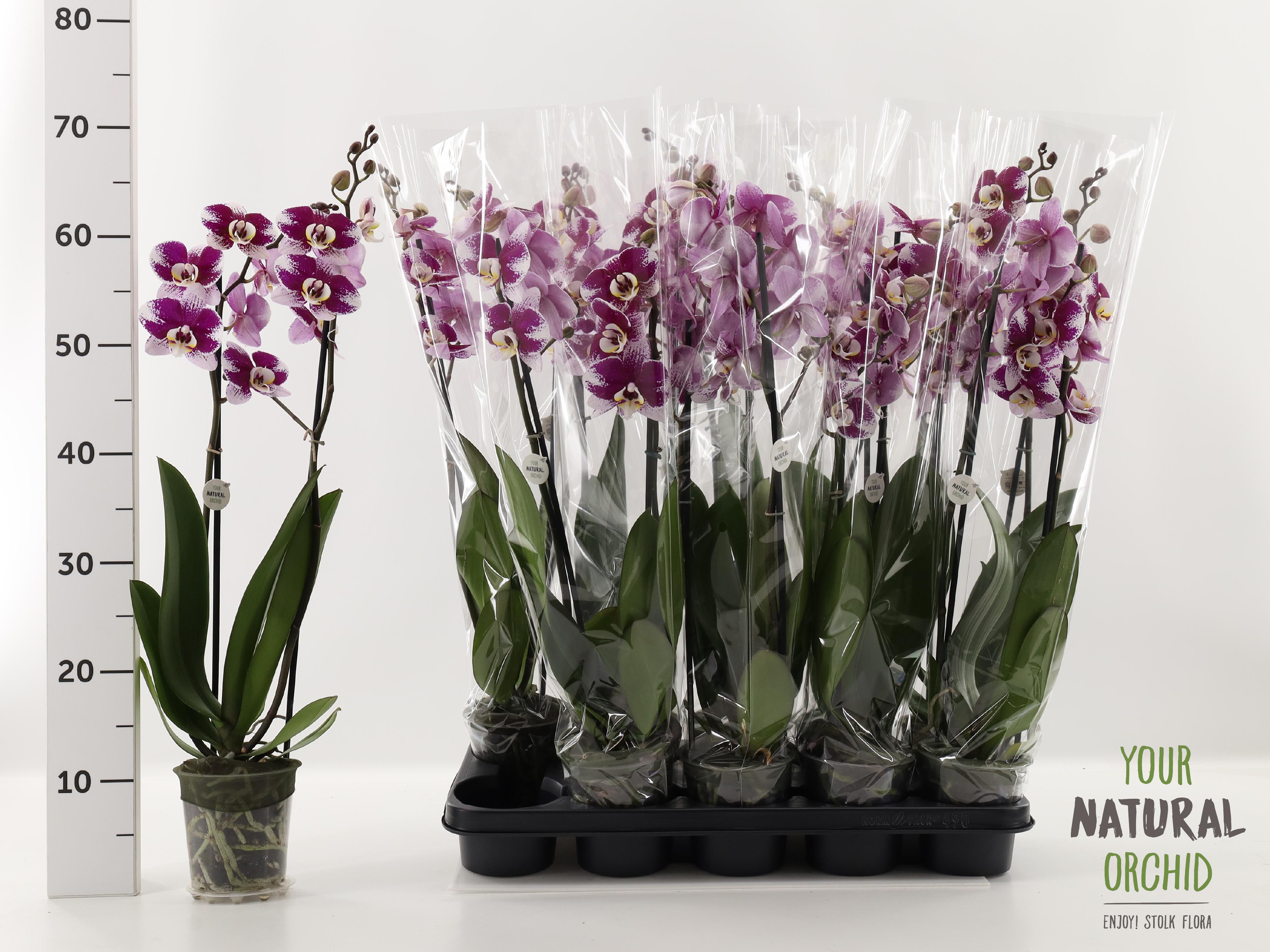 Горшечные цветы и растения оптом Phal An Barcelona от 10шт из Голландии с доставкой по России