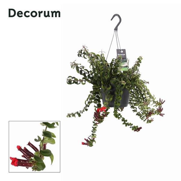 Горшечные цветы и растения оптом Aeschynanthus Swing Hangpot (decorum) от 6шт из Голландии с доставкой по России Горшечные цветы и растения оптом Aeschynanthus Swing Hangpot (decorum) от 6шт из Голландии с доставкой по России