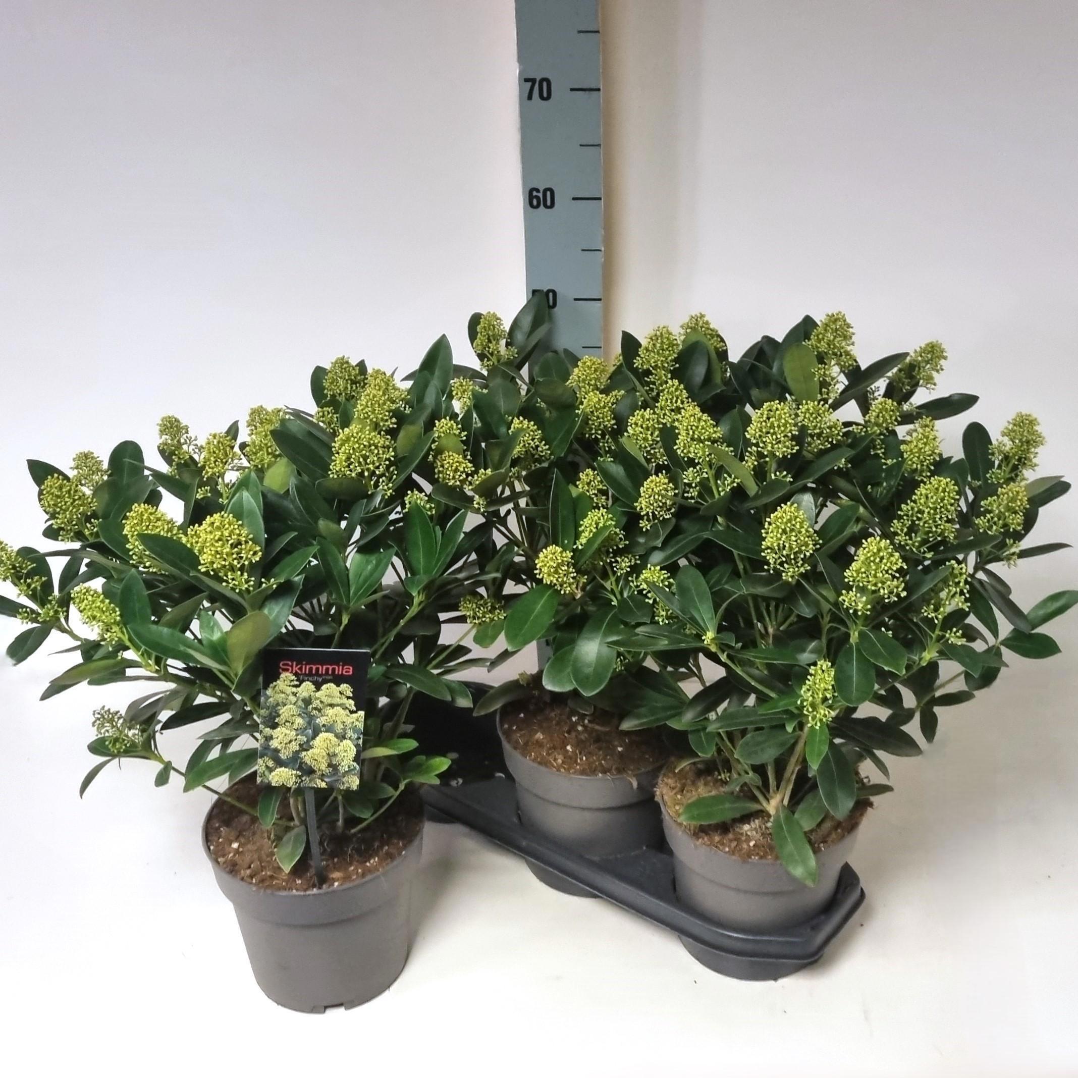 Горшечные цветы и растения оптом Skim J Finchy от 3шт из Голландии с доставкой по России