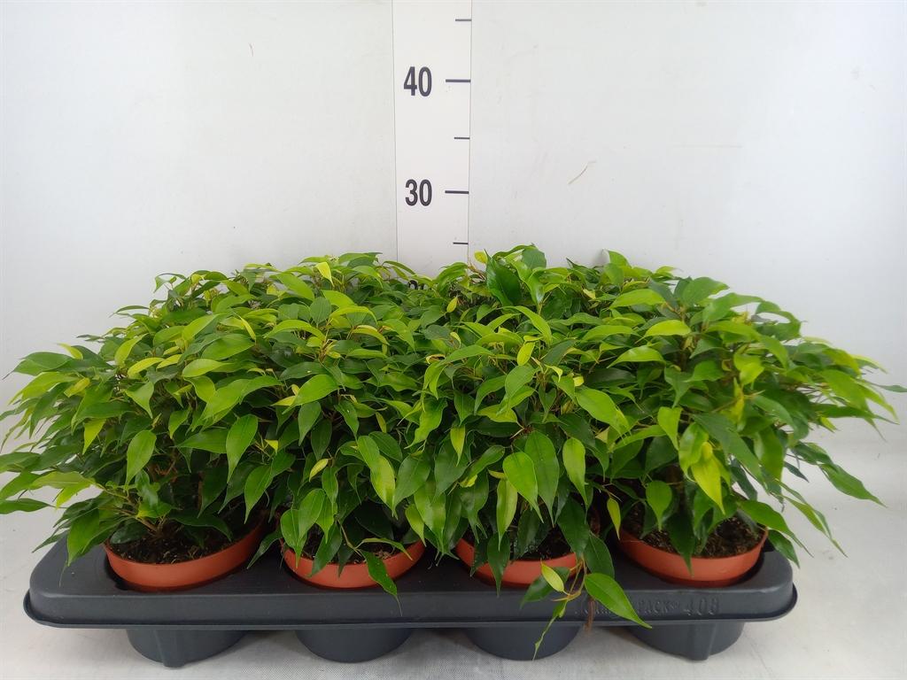 Горшечные цветы и растения оптом Ficus Be Green Kinky от 8шт из Голландии с доставкой по России