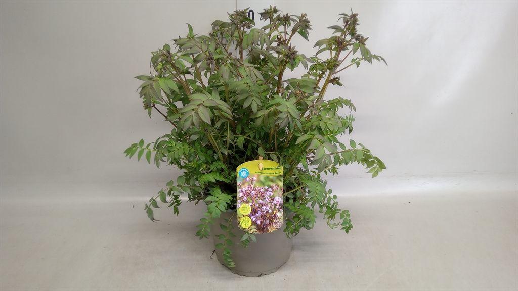 Горшечные цветы и растения оптом Polemonium Caeruleum от 1шт из Голландии с доставкой по России