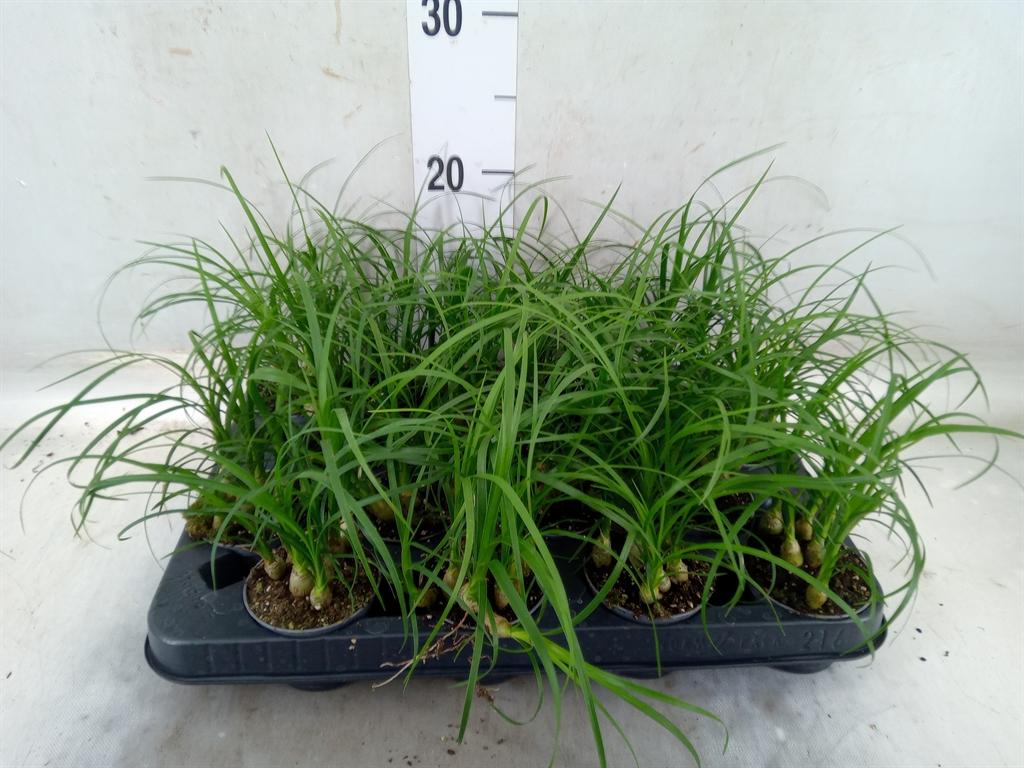 Горшечные цветы и растения оптом Nolina Recurvata   ... от 16шт (для телеги) из Голландии с доставкой по России