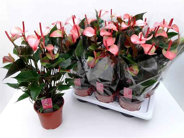 Горшечные цветы и растения оптом Anth An Pr Amalia Hot Lips 7+ от 6шт из Голландии с доставкой по России
