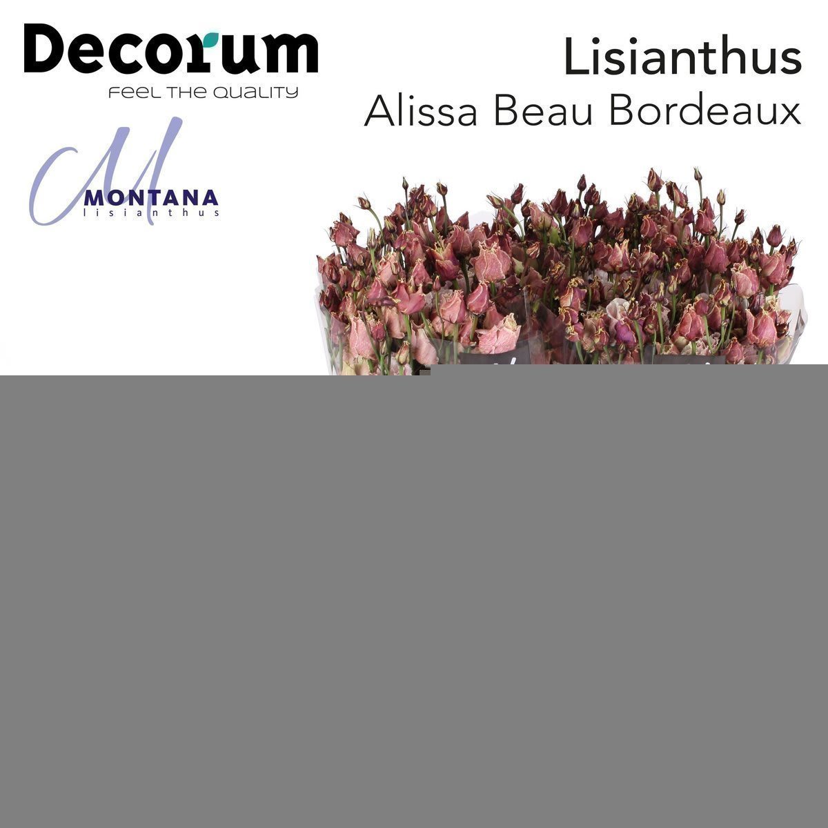 Срезанные цветы оптом Lisianthus do paint alissa beau bordeaux от 140шт из Голландии с доставкой по России