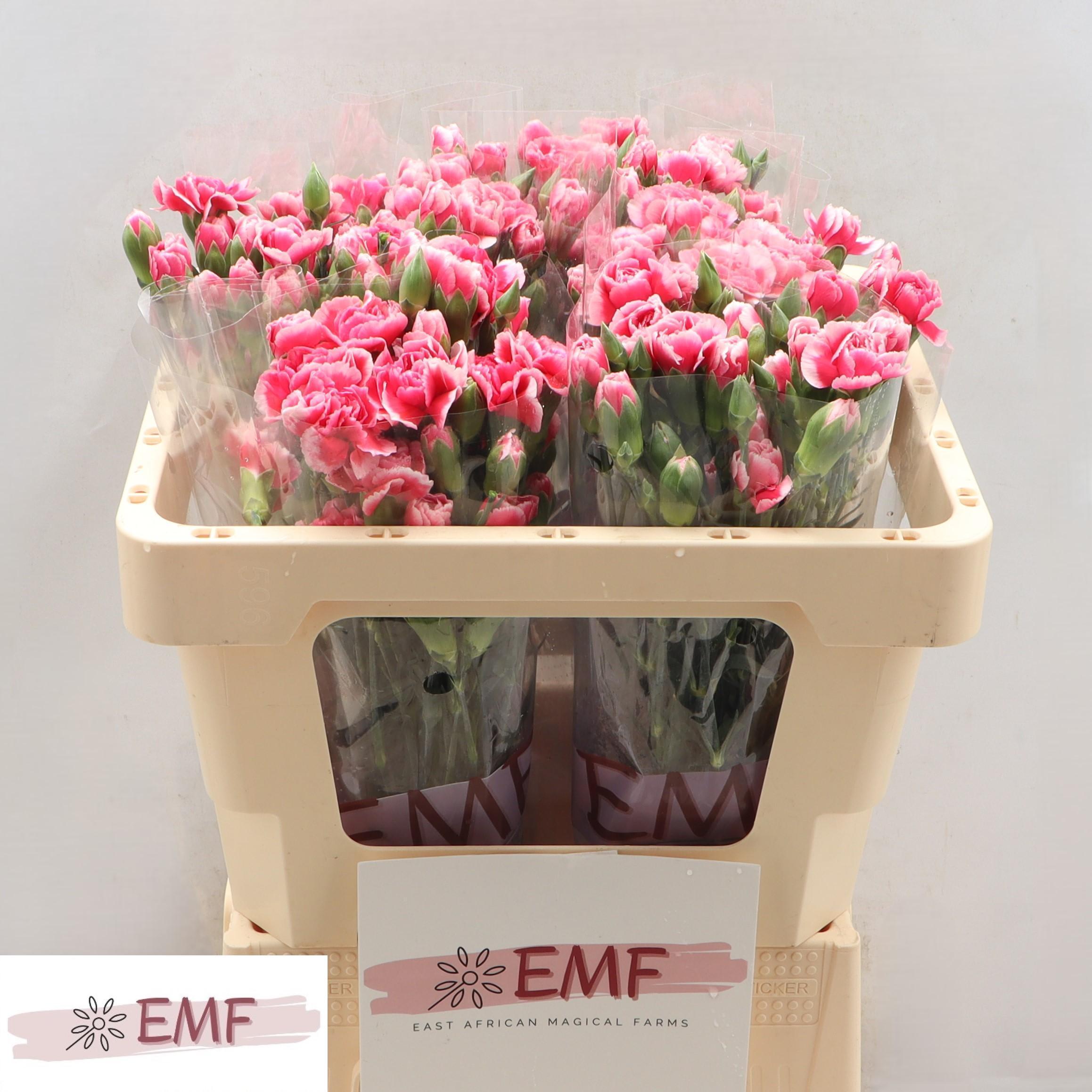 Срезанные цветы оптом Dianthus sp cosmocherry от 60шт из Голландии с доставкой по России