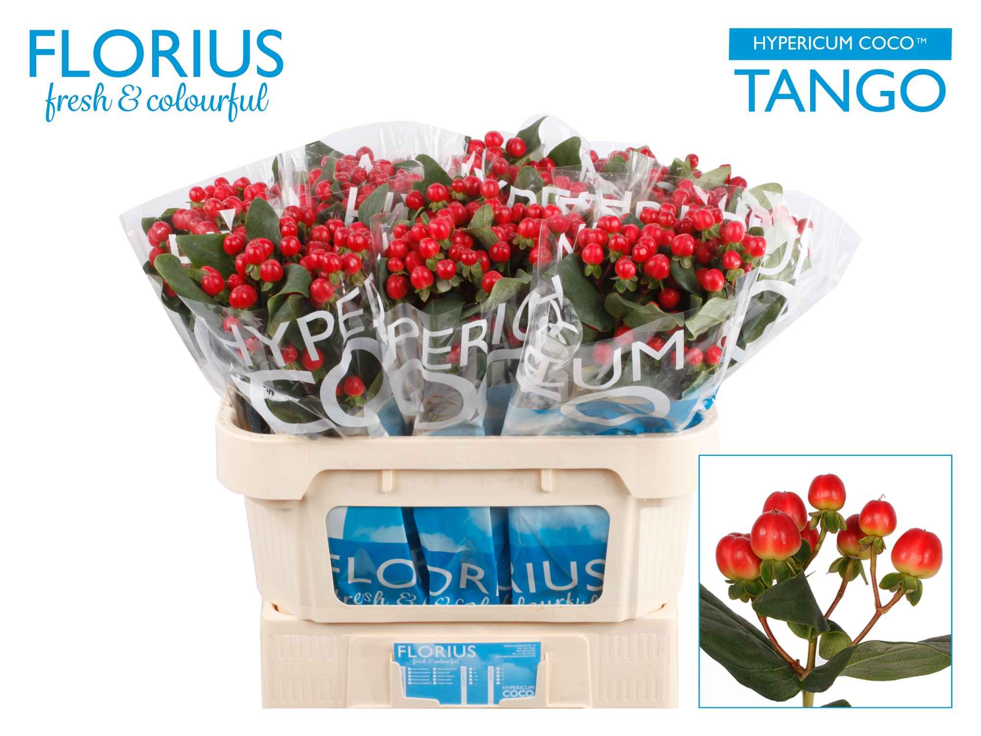 Срезанные цветы оптом Hypericum coco tango от 100шт из Голландии с доставкой по России