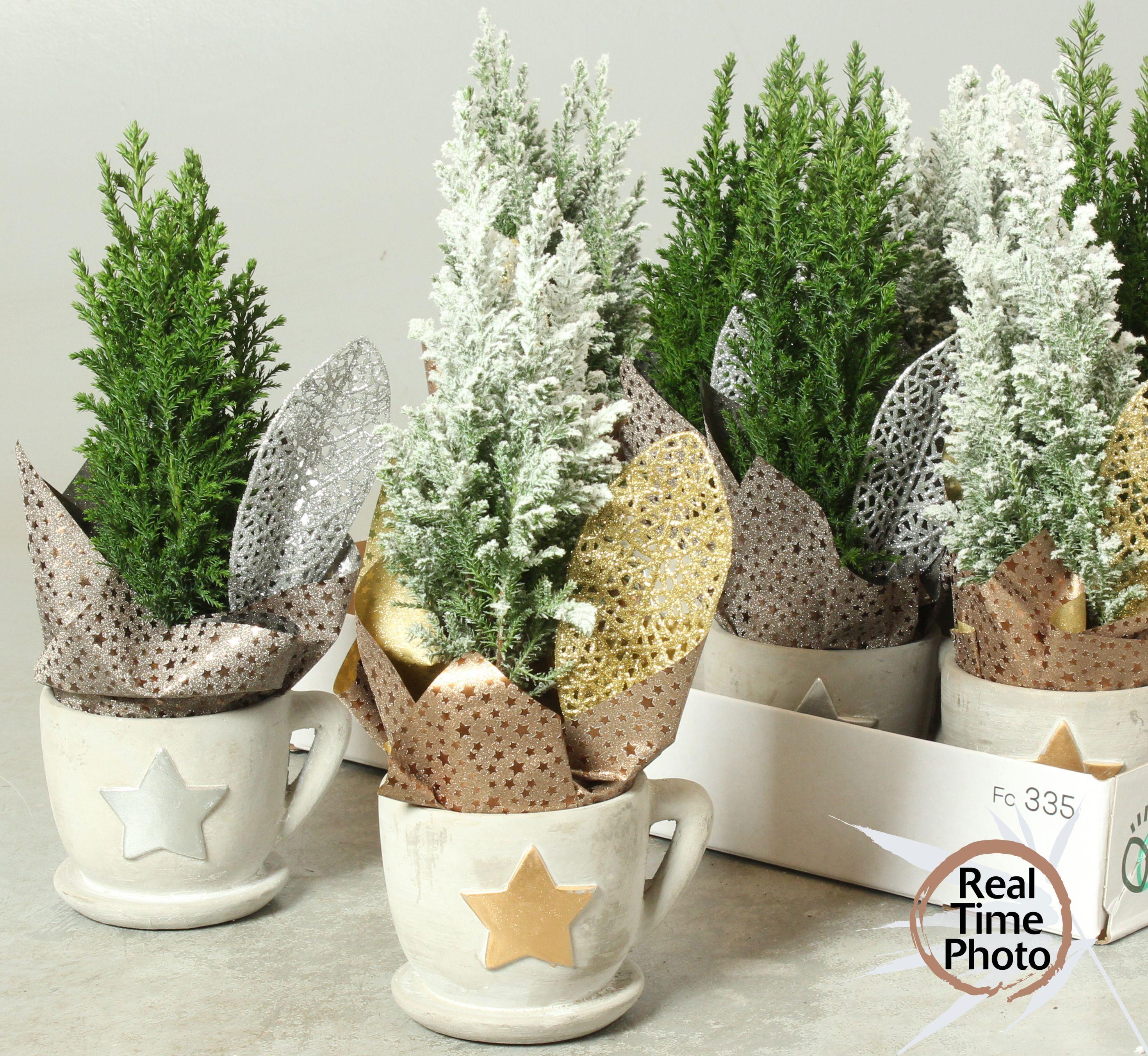 Горшечные цветы и растения оптом Cham L Ellwoodii от 10шт из Голландии с доставкой по России