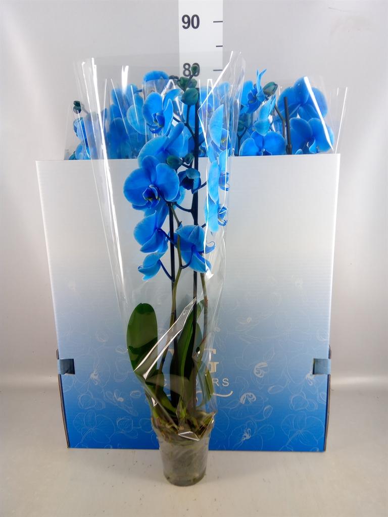 Горшечные цветы и растения оптом Phalaenopsis ... от 10шт из Голландии с доставкой по России