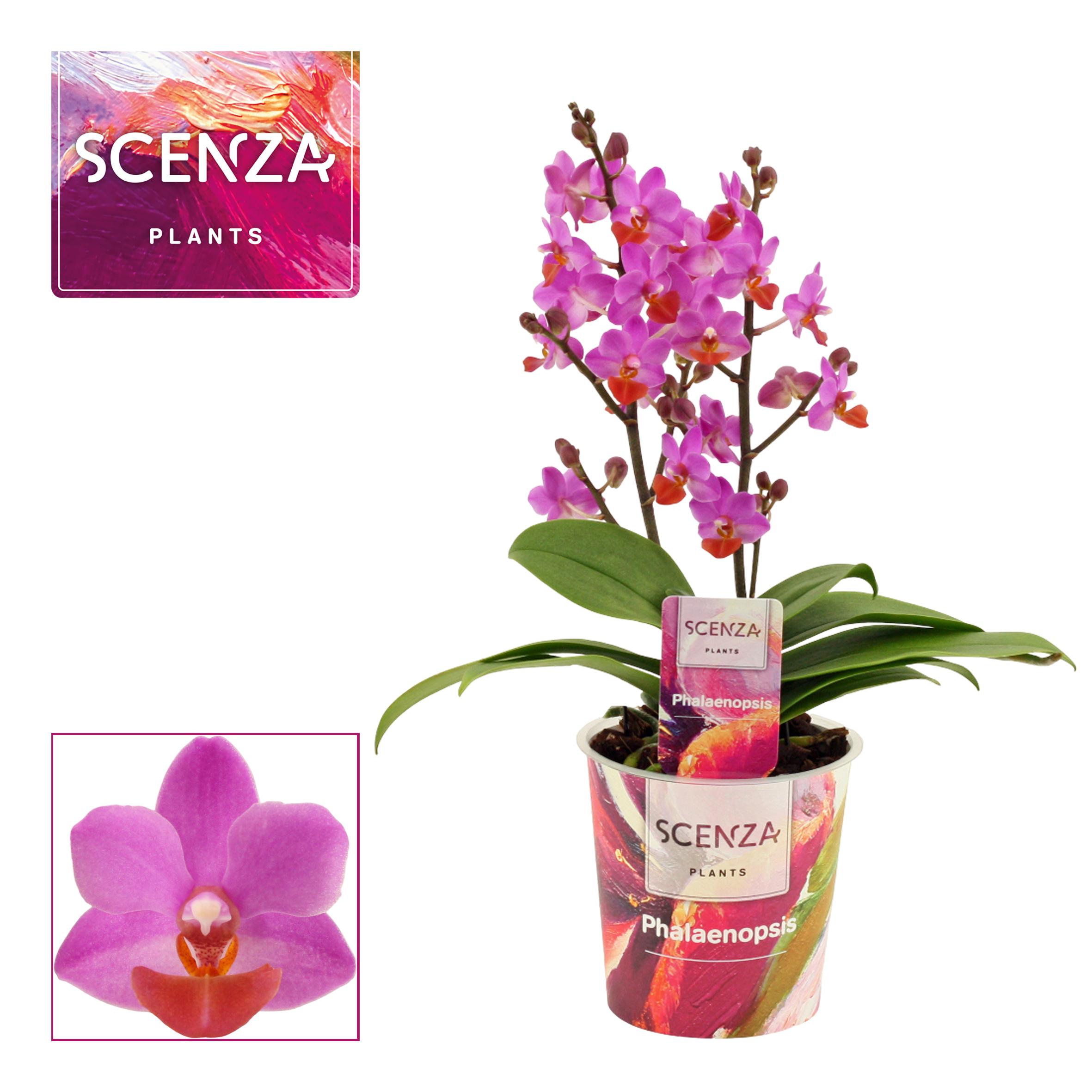 Горшечные цветы и растения оптом Phal Table Mystery 2st от 6шт из Голландии с доставкой по России