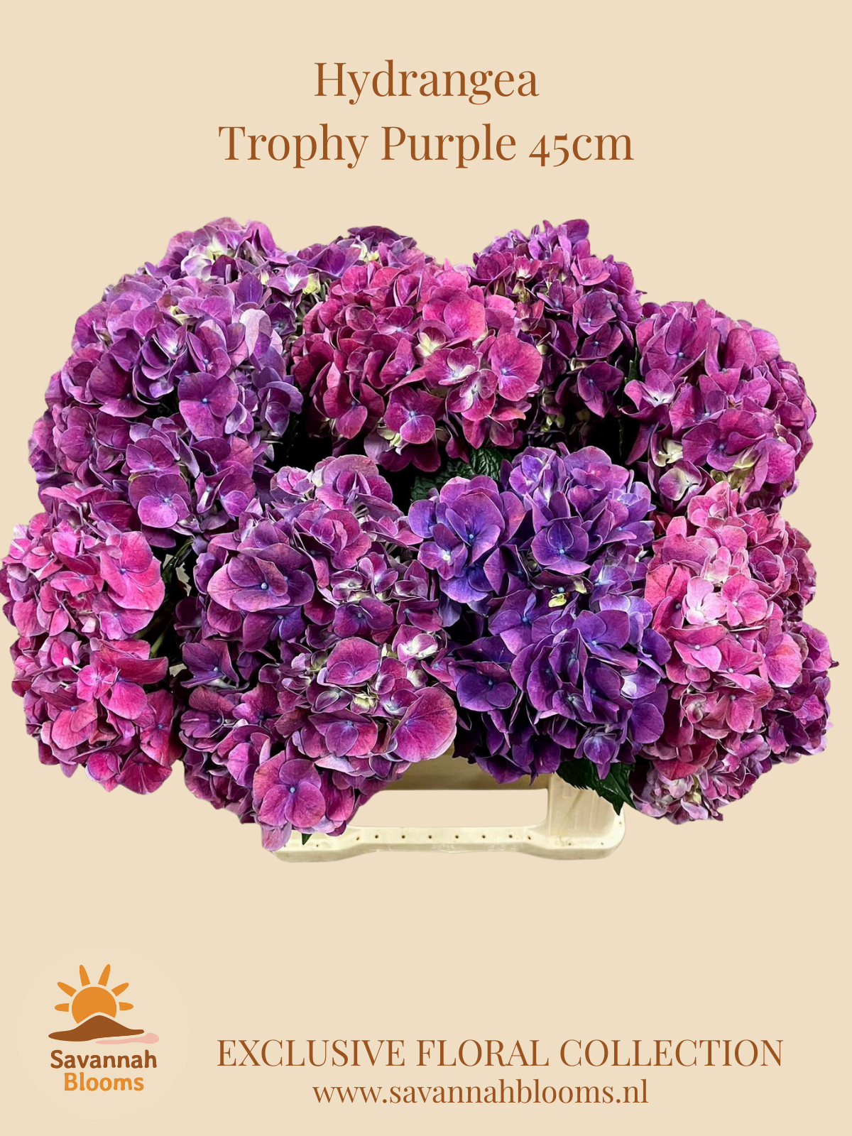 Срезанные цветы оптом Hydrangea mag trophy от 10шт. из Голландии с доставкой по России